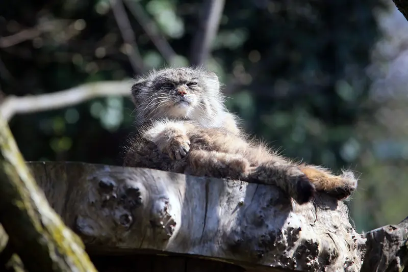 ウッチ動物園のパッツォの写真