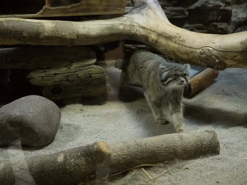 恩賜上野動物園のクリョンの写真