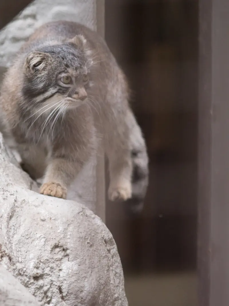 野毛山動物園のフィーガの写真