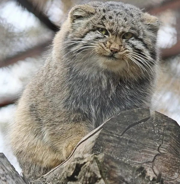ノヴォシビルスク動物園のグレイの写真