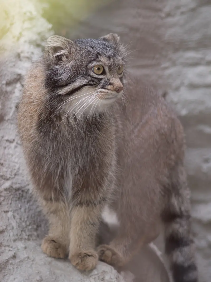 野毛山動物園のフィーガの写真