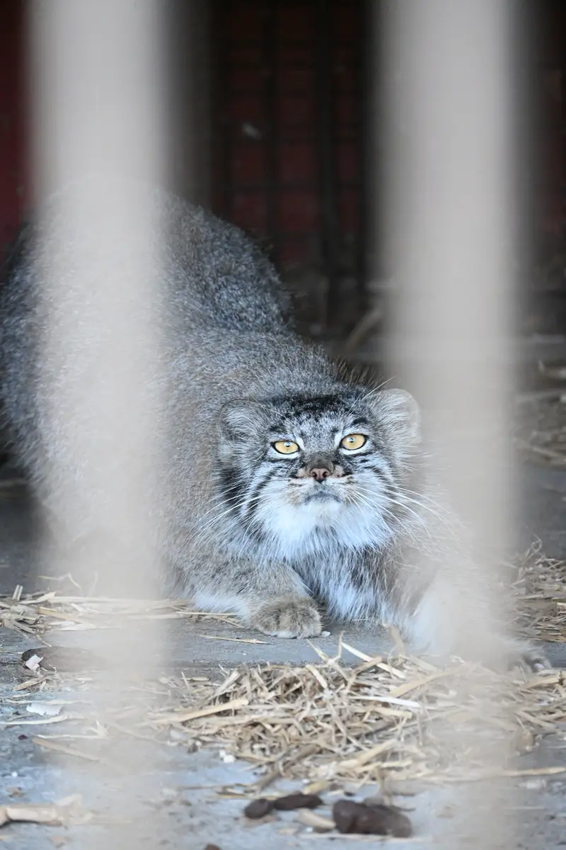 ごかつら池どうぶつパークのメイの写真