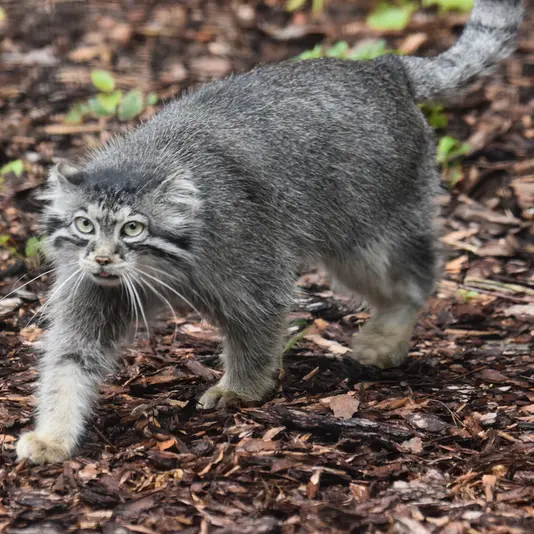 グダニスク動物園のウラの写真