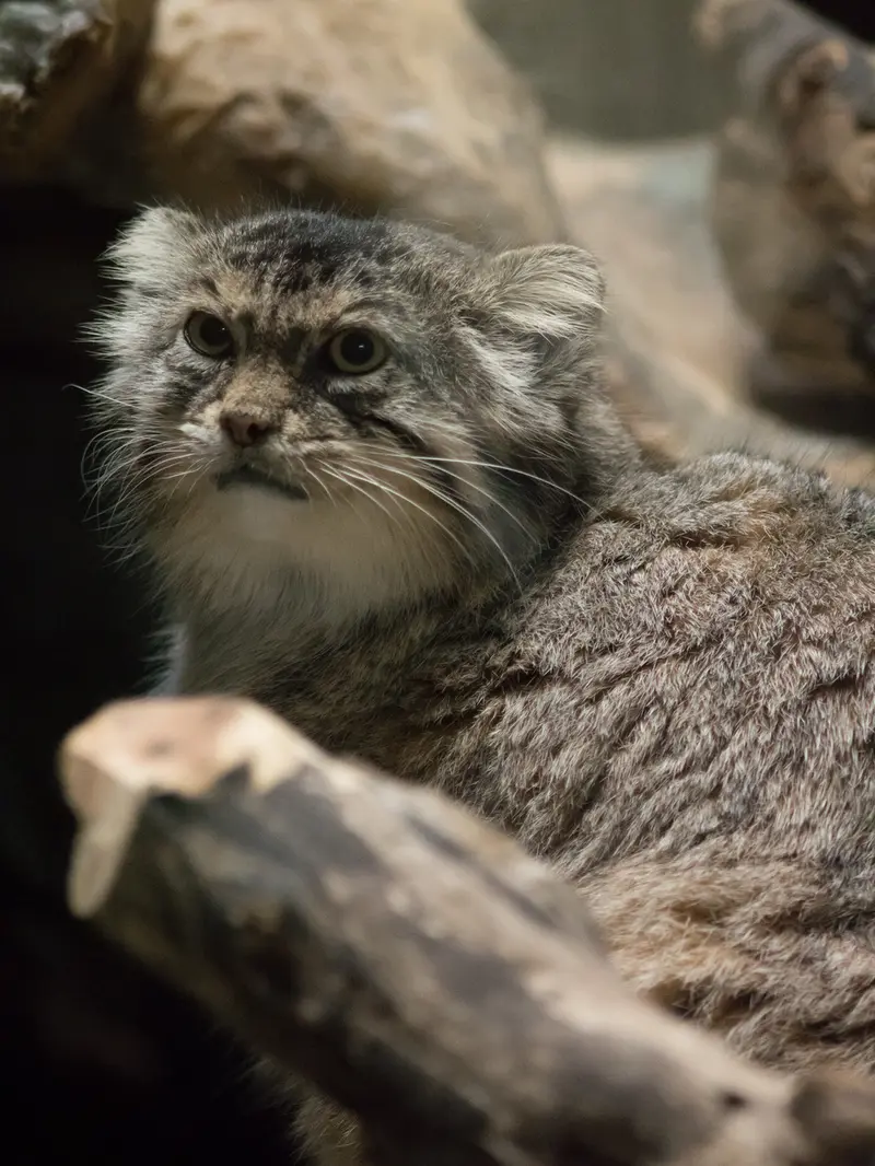 恩賜上野動物園のプリームラの写真