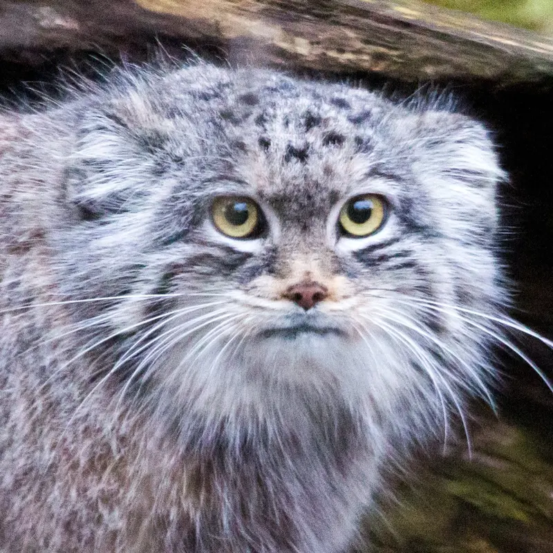 コルケアサーリ動物園のマヌルネコのダライ