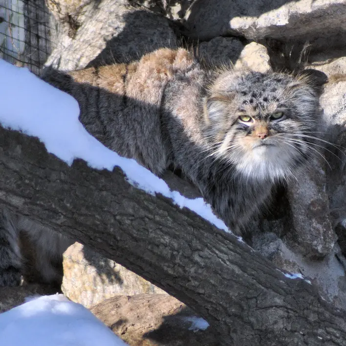 ゲルリッツ動物園のブルースの写真