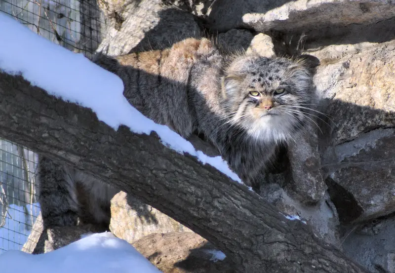 ゲルリッツ動物園のブルースの写真