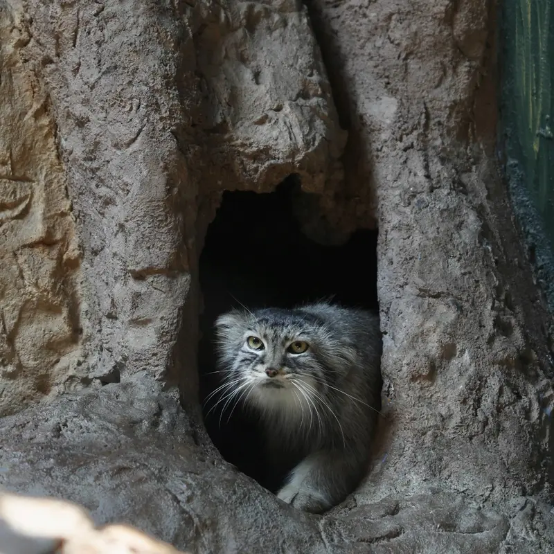 バーミンガム動物園のミーシャの写真
