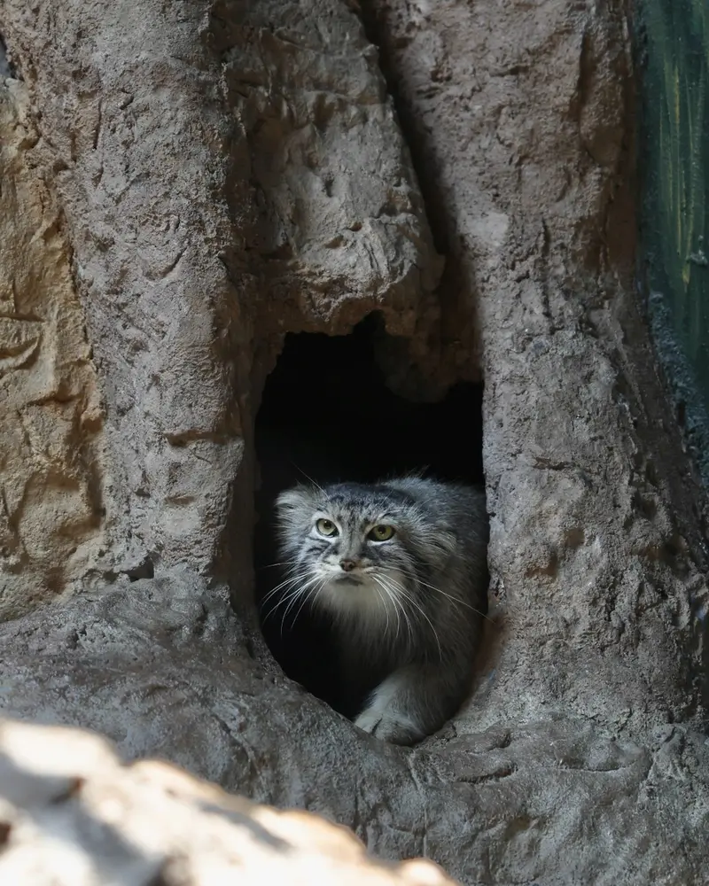 バーミンガム動物園のミーシャの写真