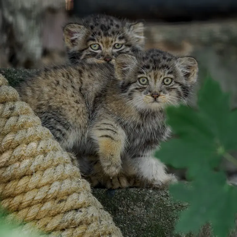 ブルノ動物園のマヌルネコの写真