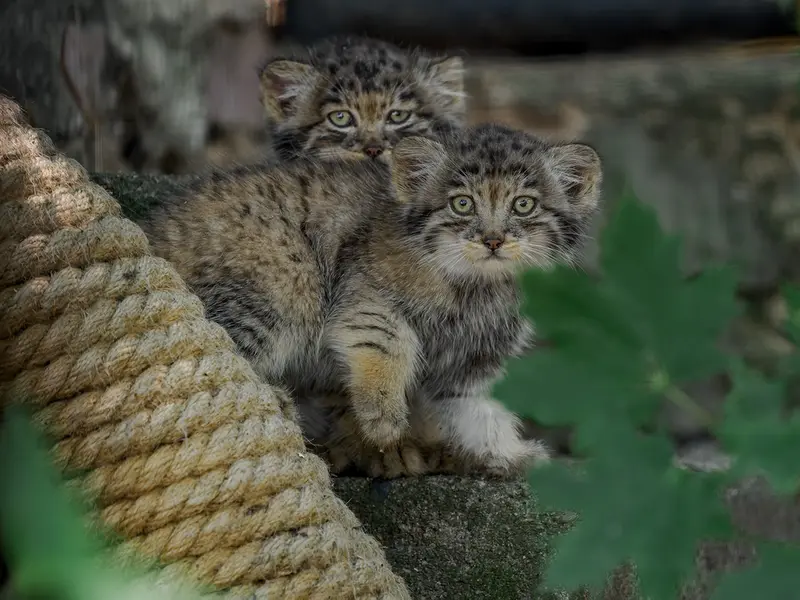 ブルノ動物園のマヌルネコの写真