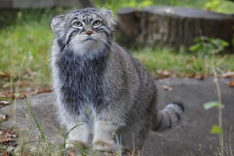 モスクワ動物園のティモフェイの写真