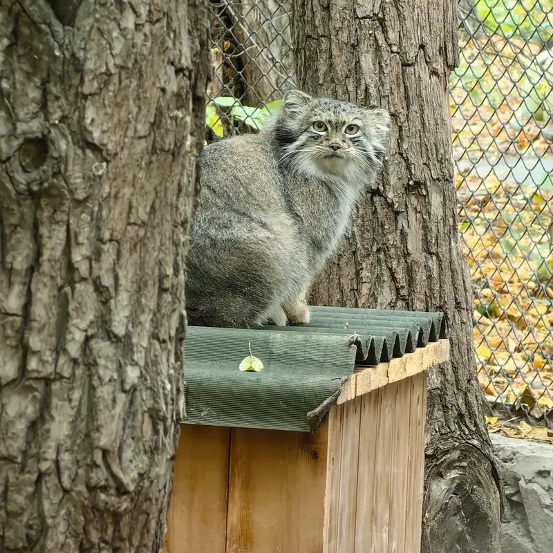 ノヴォシビルスク動物園のスネジャナの写真
