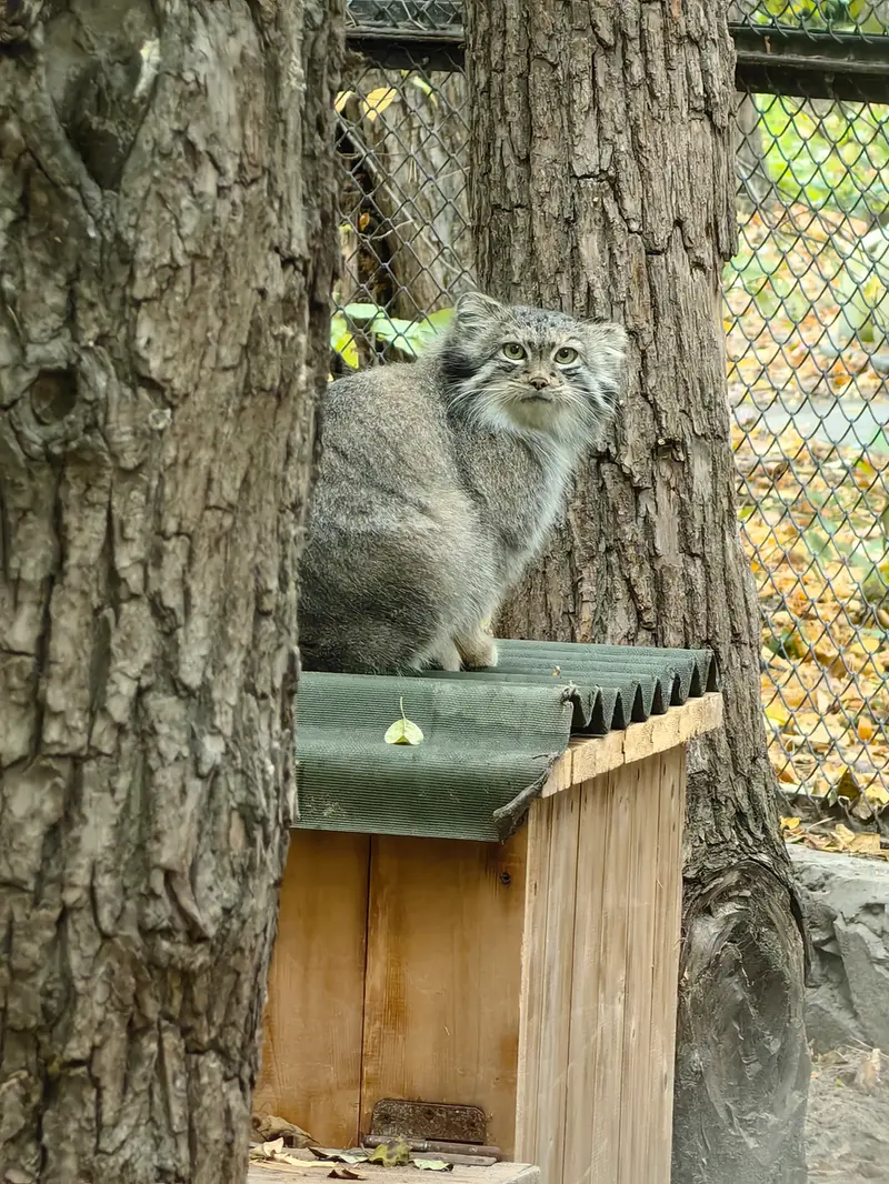 ノヴォシビルスク動物園のスネジャナの写真