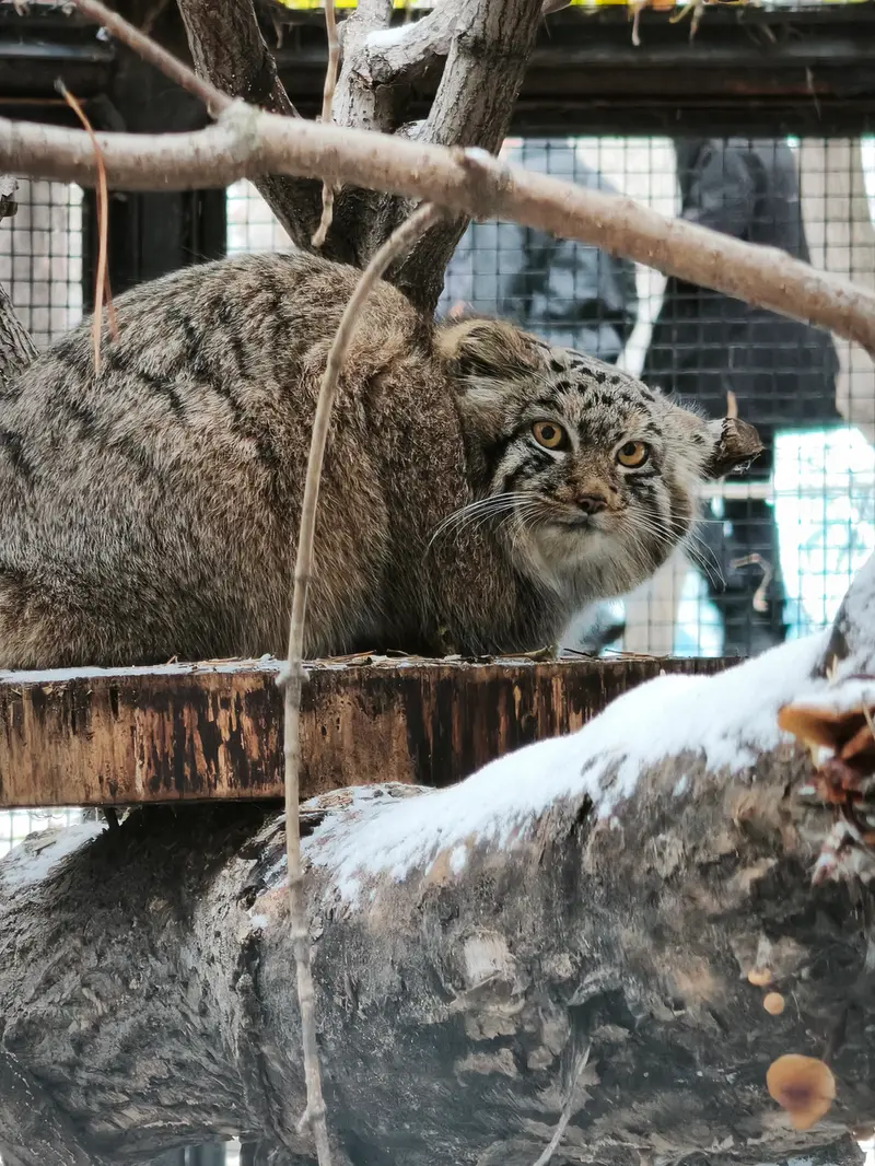 ノヴォシビルスク動物園のスネジャナの息子 b.2026 Ⅲの写真
