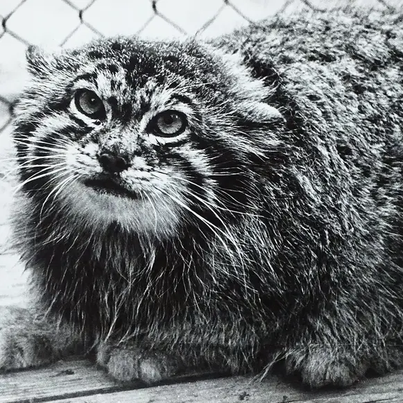 リガ動物園のヴァシリーサの写真