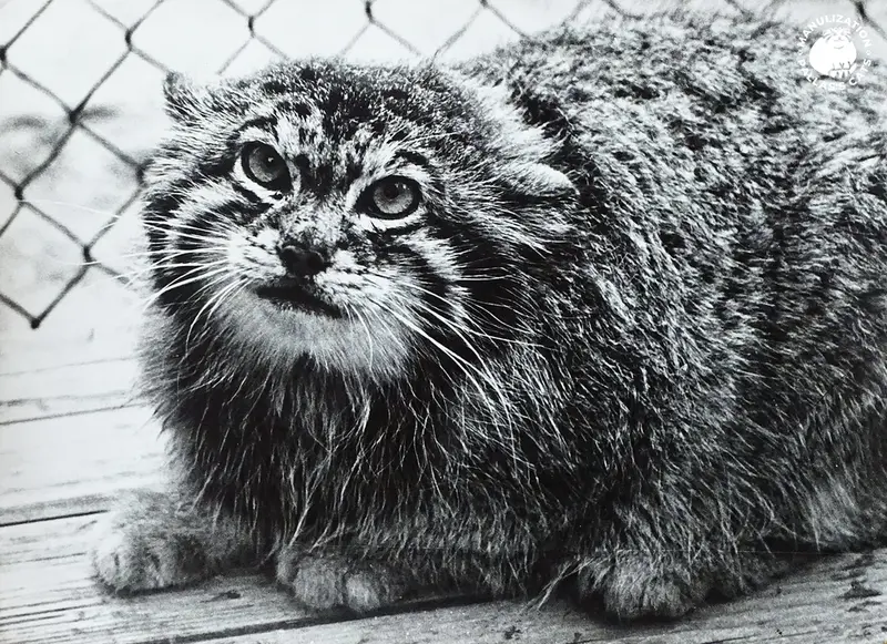 リガ動物園のヴァシリーサの写真