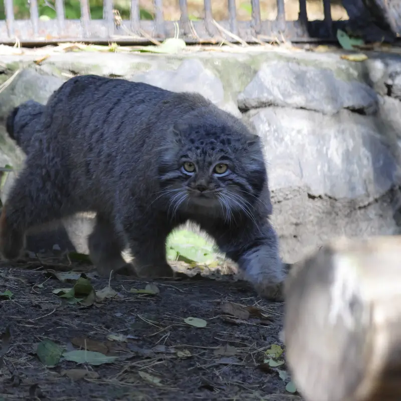 ノヴォシビルスク動物園のメンスの写真