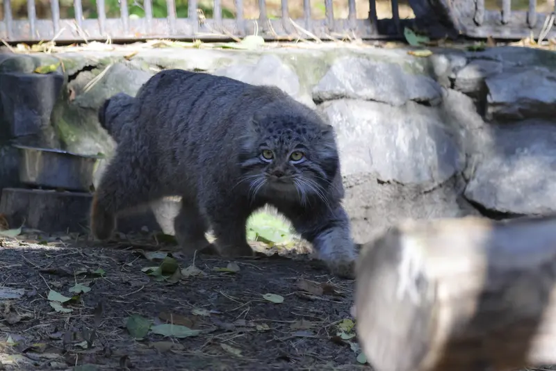 ノヴォシビルスク動物園のメンスの写真