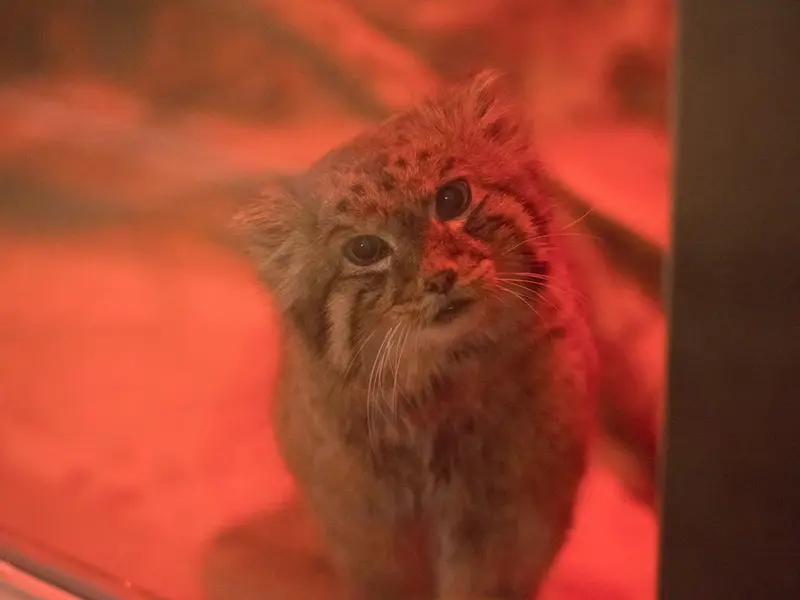 恩賜上野動物園のナイマの写真