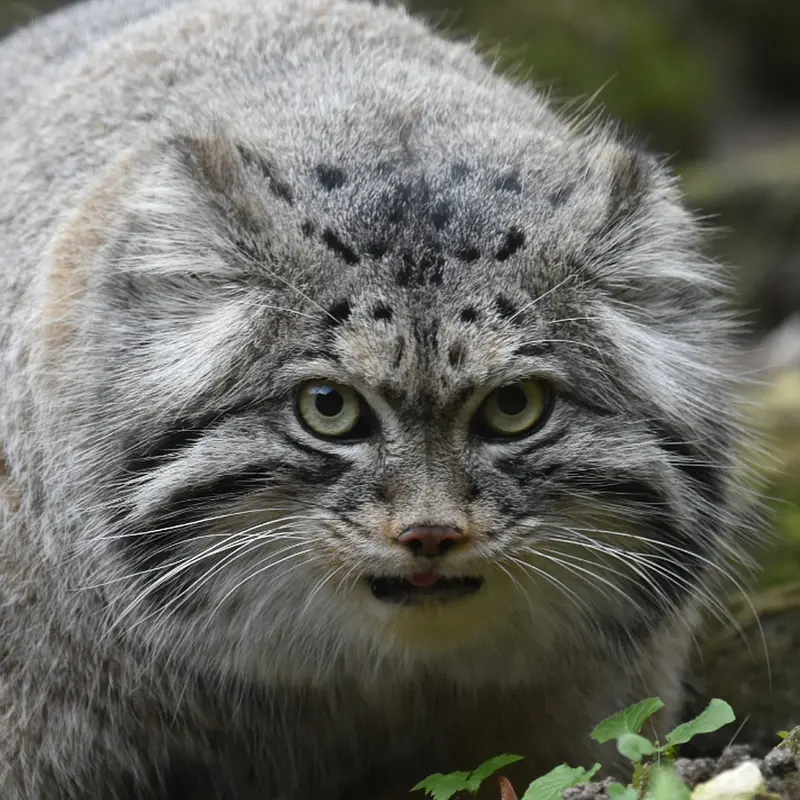 ロッテルダム動物園のマヌルネコのノルブ