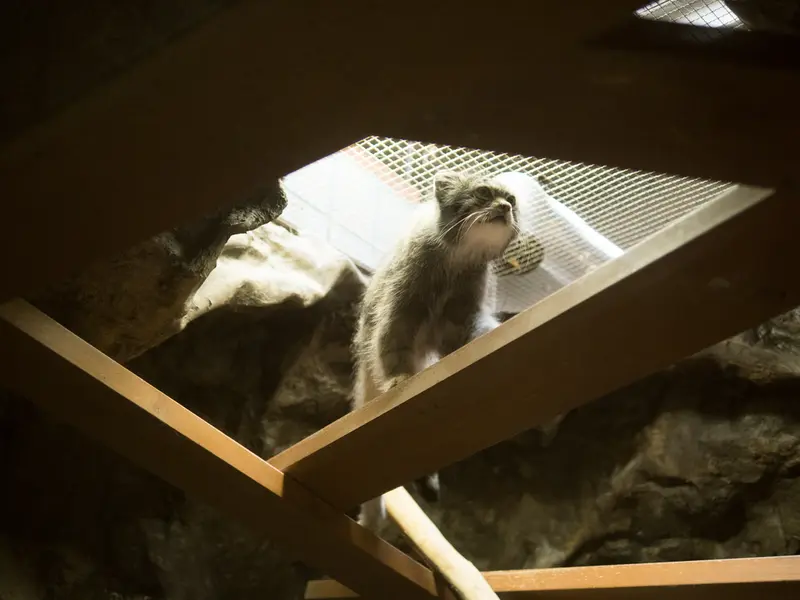 恩賜上野動物園のクリョンの写真