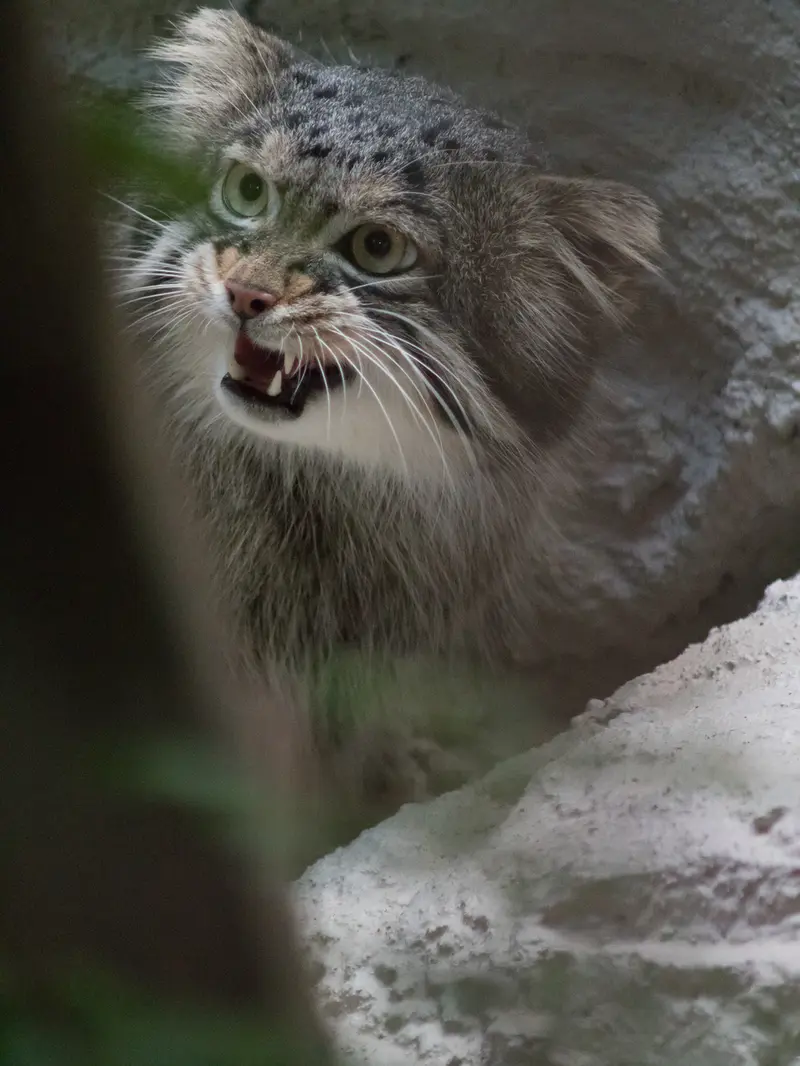 野毛山動物園のフィーガの写真
