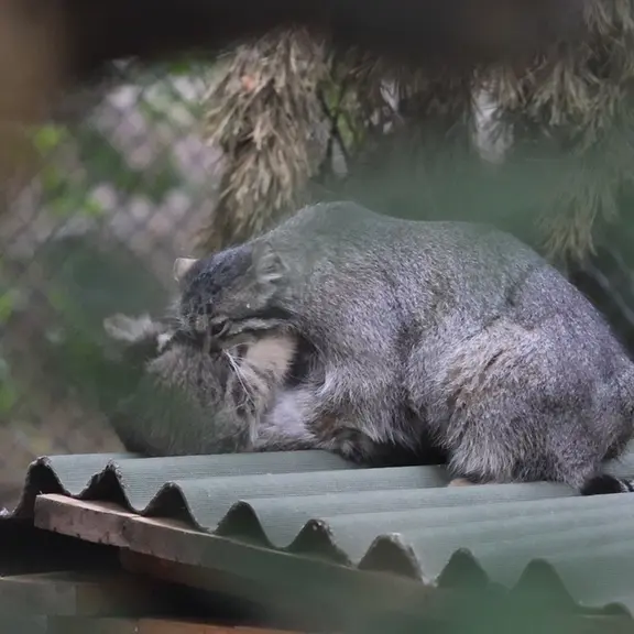 ノヴォシビルスク動物園のマヌルネコの写真