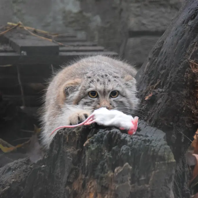 ブダペスト動物園＆植物園のルーシーの写真