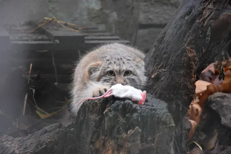 ブダペスト動物園＆植物園のルーシーの写真