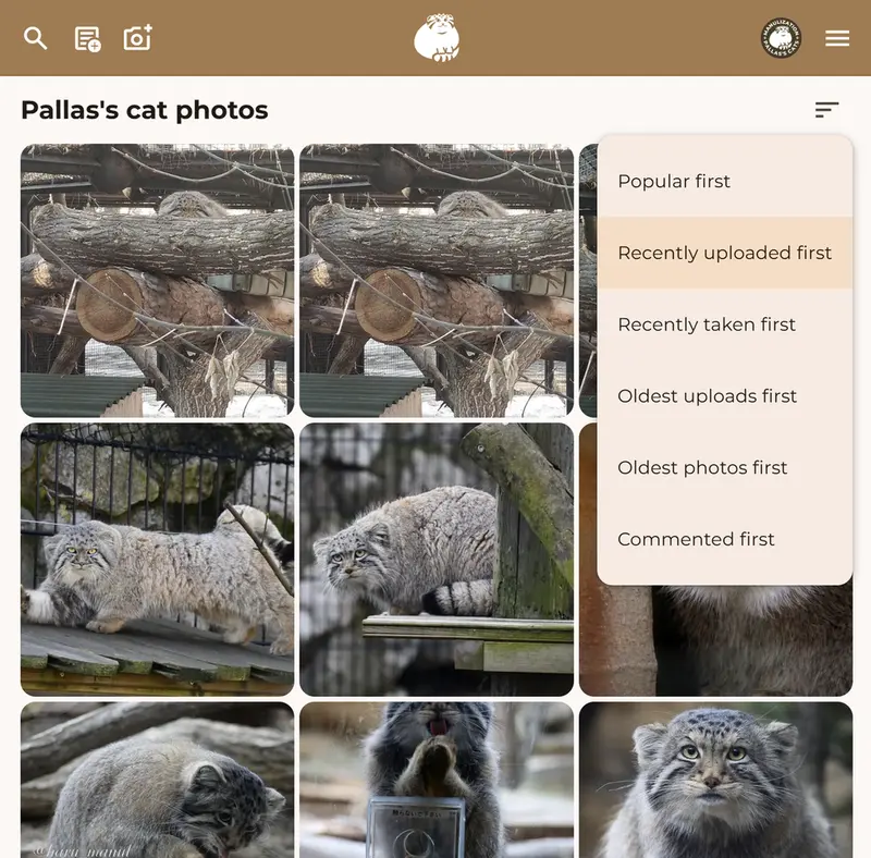 マヌルネコの写真