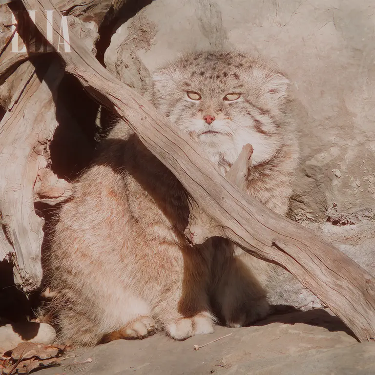 カルガリー動物園 / ワイルダー研究所のオラフの写真