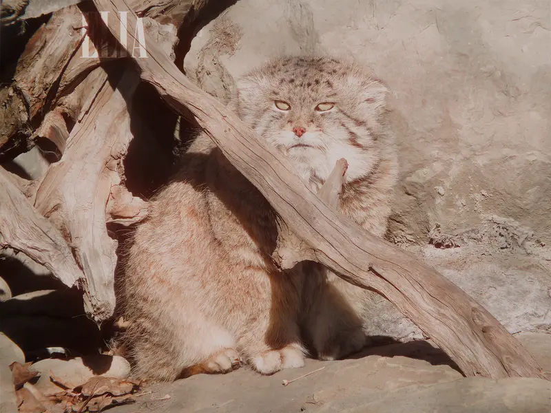カルガリー動物園 / ワイルダー研究所のオラフの写真