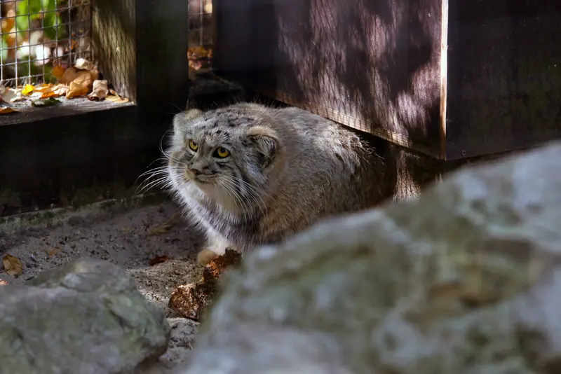 コシツェ動物園のアラニの子（2026年生まれ）Ⅱの写真