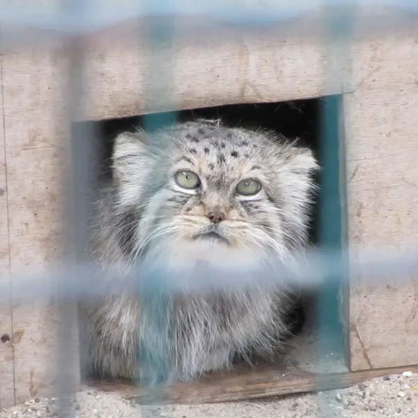 マクデブルク動物園のマヌエラの写真