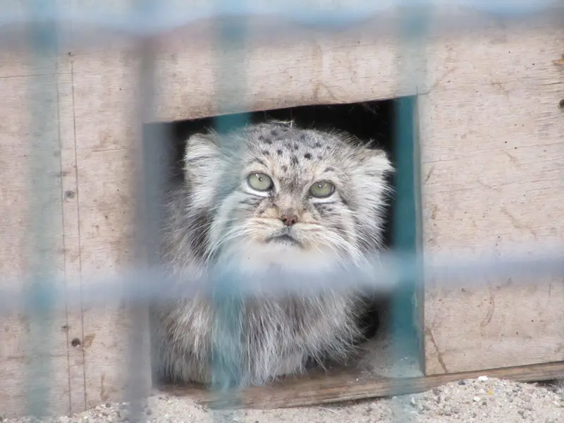 マクデブルク動物園のマヌエラの写真