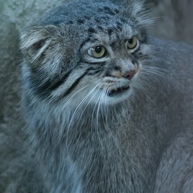 野毛山動物園のフィーガの写真