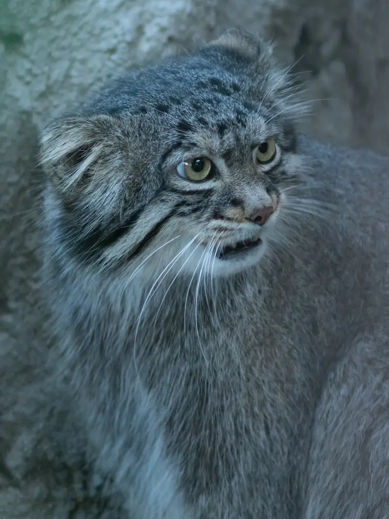 野毛山動物園のフィーガの写真