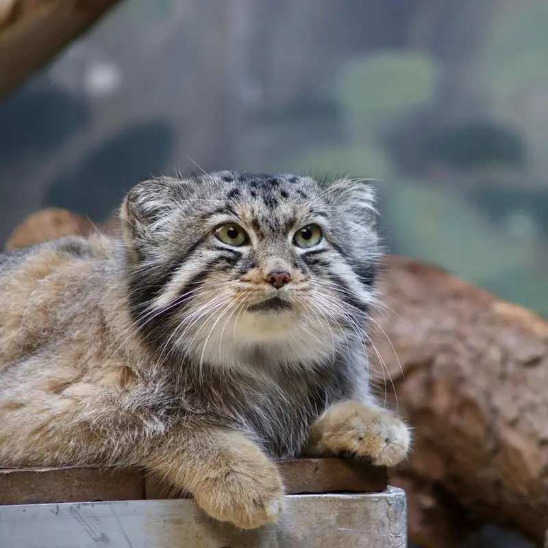 バーミンガム動物園のバタールの写真