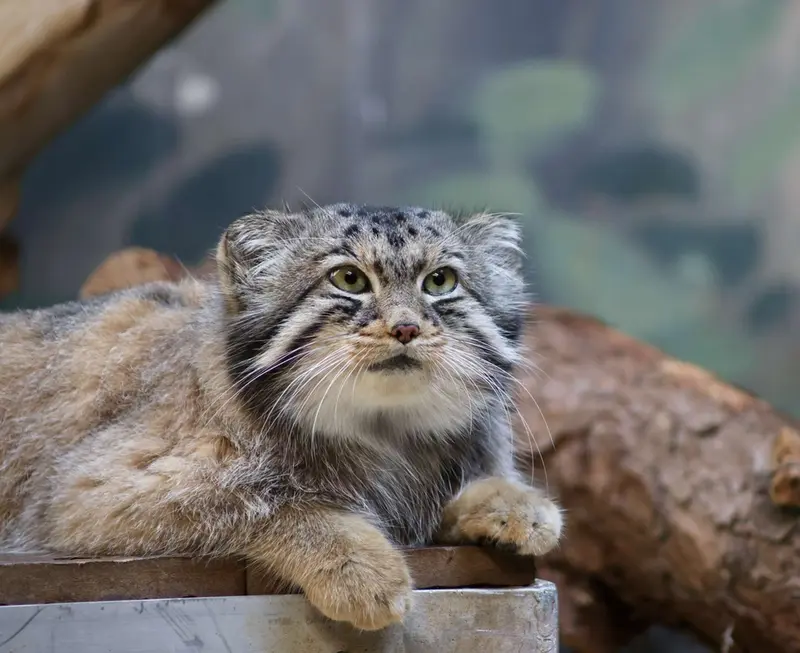 バーミンガム動物園のバタールの写真