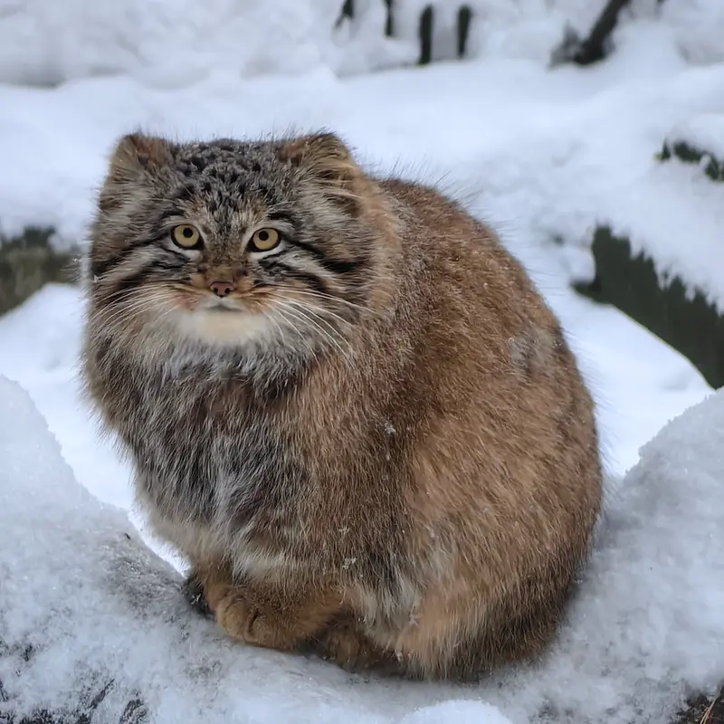 ノヴォシビルスク動物園のアッケムの写真