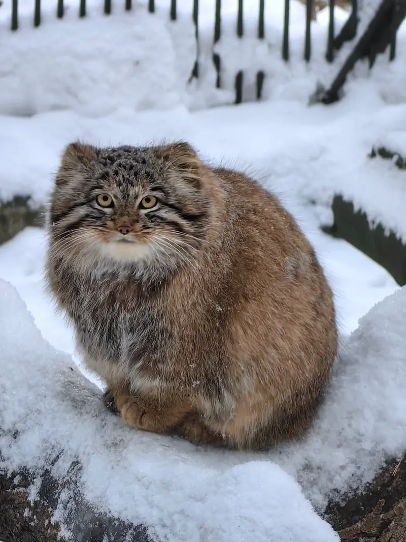 ノヴォシビルスク動物園のアッケムの写真