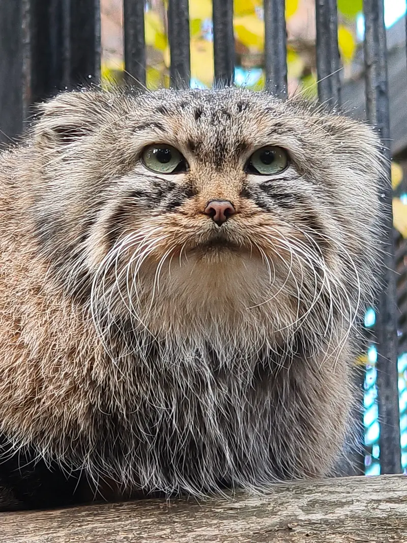 ノヴォシビルスク動物園のガビの写真