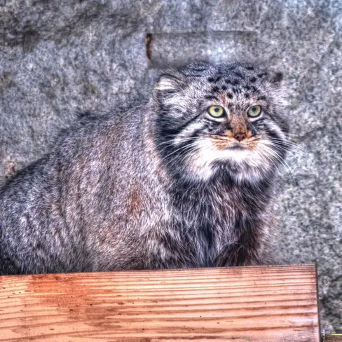 モスクワ動物園のダーライの写真