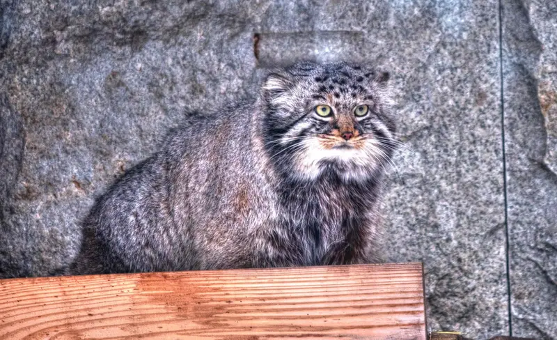 モスクワ動物園のダーライの写真