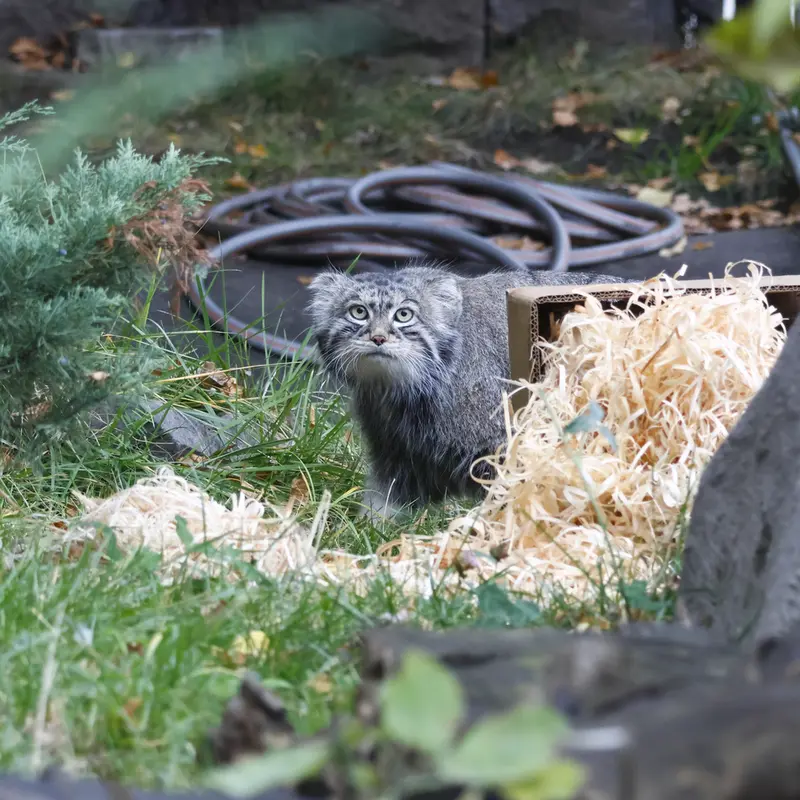 モスクワ動物園のティモフェイの写真