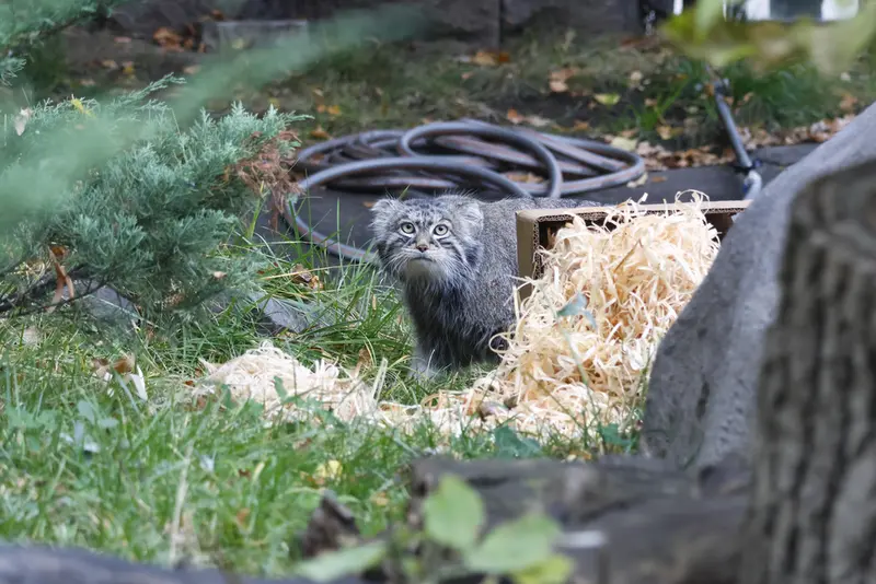 モスクワ動物園のティモフェイの写真