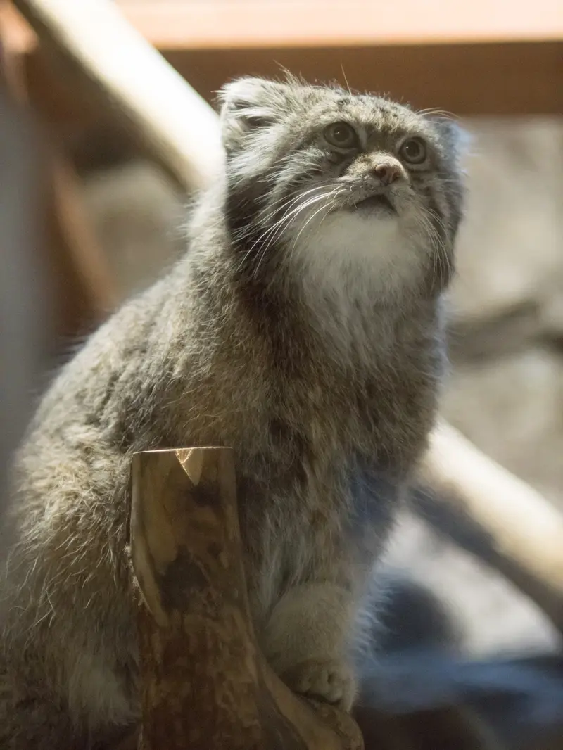 恩賜上野動物園のクリョンの写真