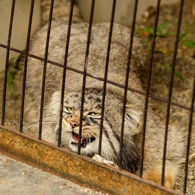 旭山動物園のヒデの写真