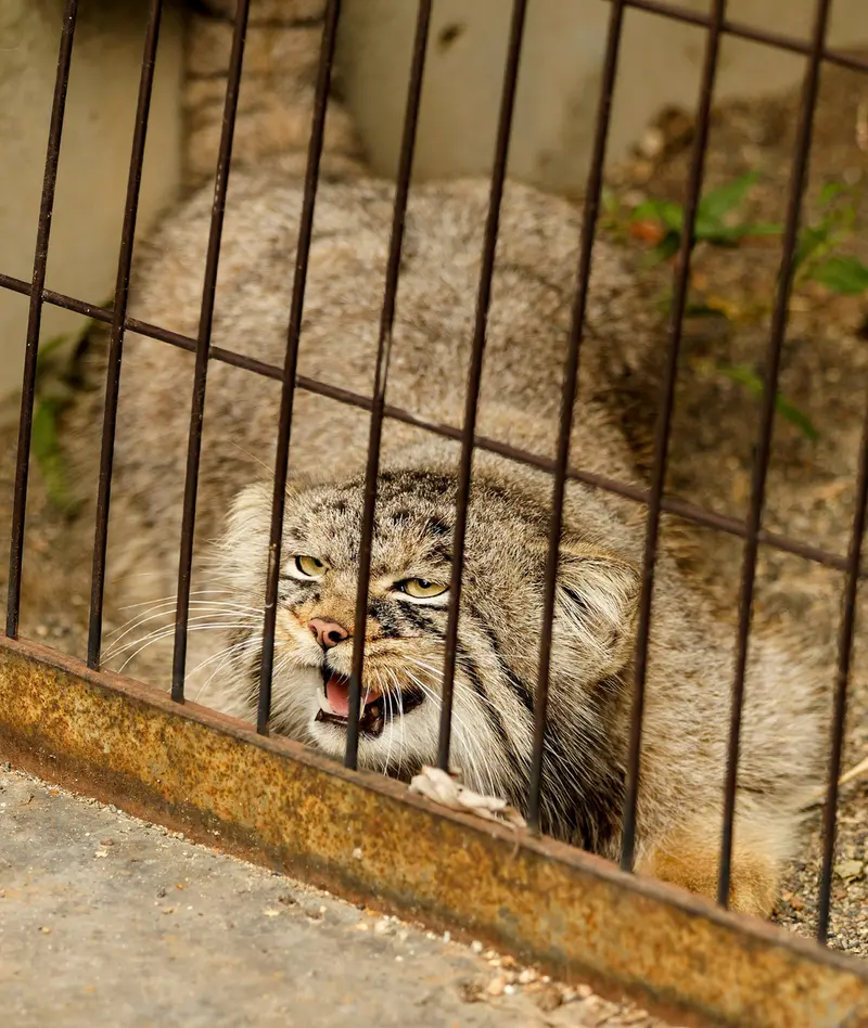 旭山動物園のヒデの写真